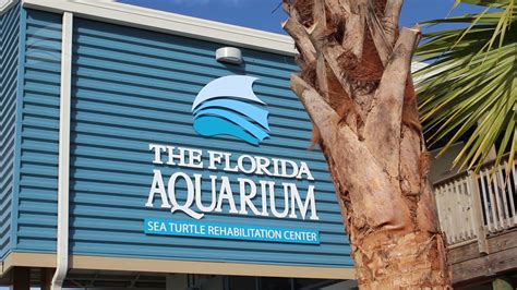 Sea Turtle Rehabilitation Center The Florida Aquarium