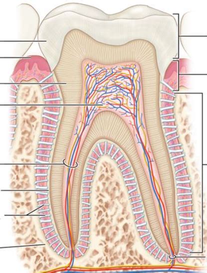 Parts Of The Tooth Diagram Quizlet