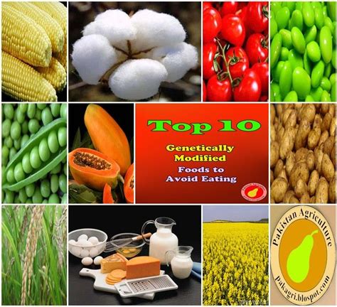 Gmo Alert Top 10 Genetically Modified Foods To Avoid Eating