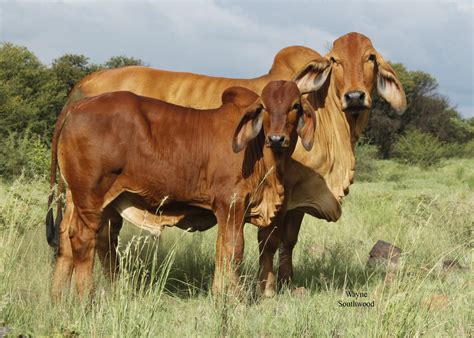 Cattle breeders championship at thabazimbi show, on august 1, 2014 at thabazimbi, south africa. South African Brahman Selection Indexes - The Brahman ...