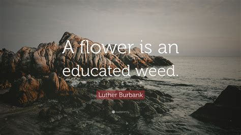 Enjoy the best luther burbank quotes at brainyquote. Luther Burbank Quote: "A flower is an educated weed." (7 wallpapers) - Quotefancy