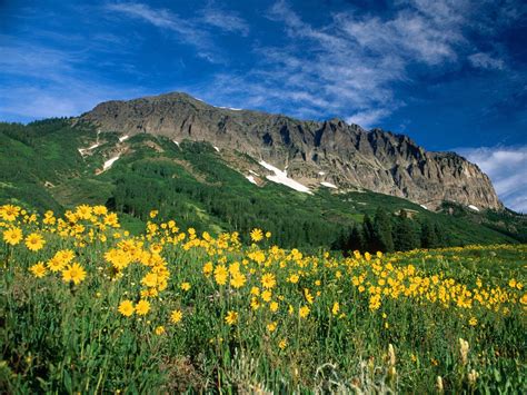 Yellow Flowers Wallpaper Crested Butte Colorado Crested Butte