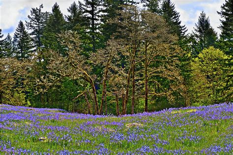 Camas Meadow Photograph By John Christopher Pixels