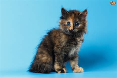 Your cat's second year is roughly equal to the first 25 of a human's. Seven interesting facts about tortoiseshell and calico ...