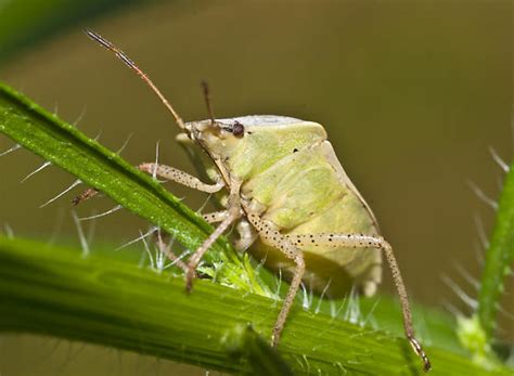 Stink Bug Euschistus Servus Bugguidenet