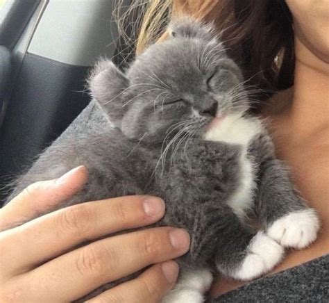 15 Adorable Photos Of Heart Melting Kittens I Can Has Cheezburger