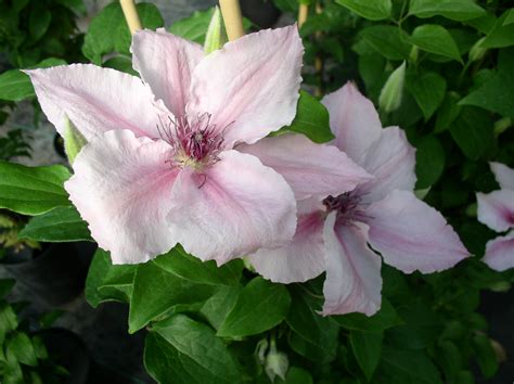 Their garden hybrids have been popular among gardeners, beginning with clematis × jackmanii, a garden standby since 1862; Pink Fantasy Flowering Plants Available from Buy Clematis ...