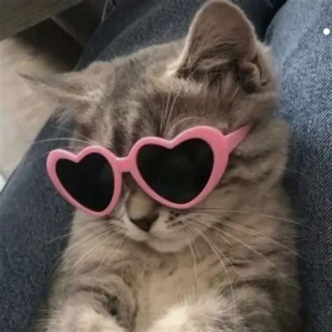 Cute Small Cat Pfp With Pink Heart Glasses Cute Cats Photos Funny Cat Wallpaper Funny Cute Cats