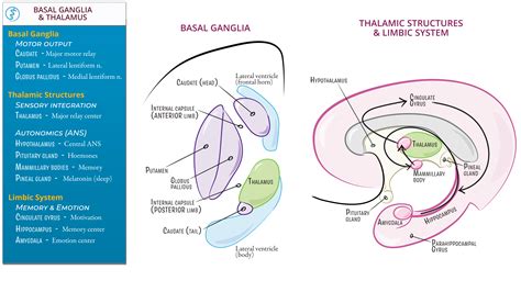 Neuroanatomy Basal Ganglia Thalamus Limbic System Ditki Medical