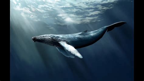 The Humpback Whale Jumping Out Of Water Will Amaze You