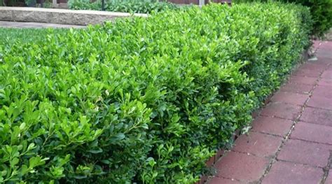 Edge Your Bed With Low Growing Shrubs Grow Beautifully Low Growing