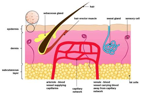 Human Biology Online Lab Body Temperature