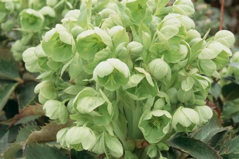 Five Of The Best Hellebores To Grow
