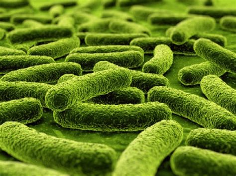 Beneficial Bacteria In Our Gutwhere Does It Come From Probiotic