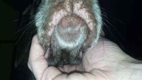Petmd Dog Mouth Discoloration