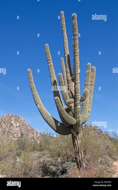 Multiple Armed Giant Saguaro Cactus Stock Photo Alamy