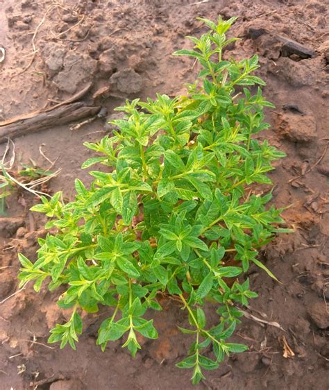 Lemon Verbena Living One Lemon Verbena Plant Growing Back