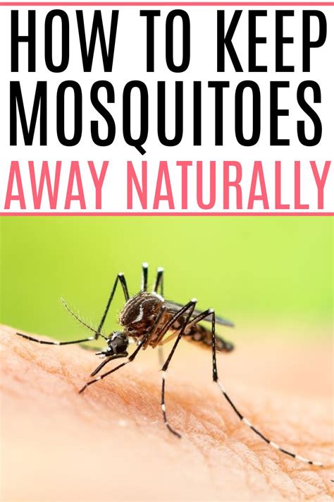 How To Keep Mosquitoes Away Naturally In 2021 Keeping Mosquitos Away