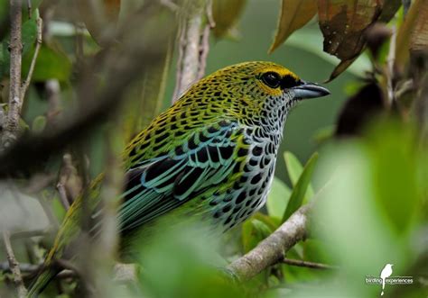 Birding Costa Rica February 5th 18th 2019 Birding Experiences