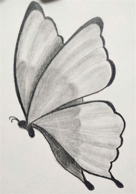 Butterfly Sketching And Shading Disegni A Matita Facili Schizzi D