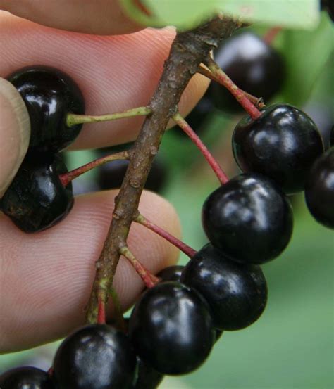 Identifying Choke Cherry A Source Of X Disease Fact Sheet Extension