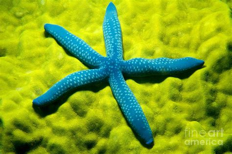 Blue Starfish On Poritirs Photograph By Mitch Warner Printscapes