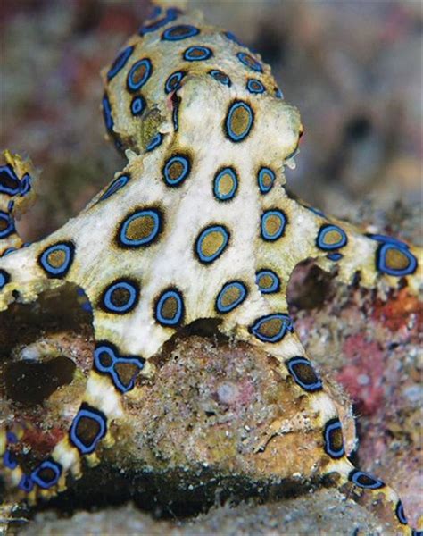 Blue Ring Octopus Getting More Common In North Taiwan Waters Scuba