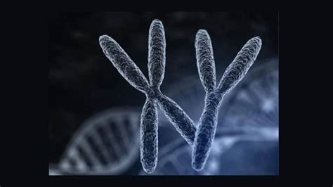 Sex Chromosome Evolution Virtual Course Genetics Society