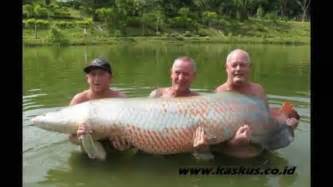 The alligator gar is a freshwater predator fish species which is indigenous to the usa and has the giant gourami is an extremely beautiful and ornamental fish found throughout south east asia and is found in malaysia, indonesia. Amazon River Fish, Largest Freshwater Fish Arapaima Gigas ...