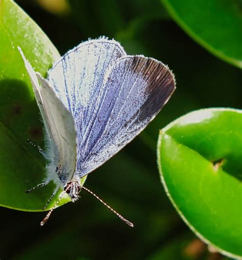 Holly Blue Parkstone Dorset Butterflies