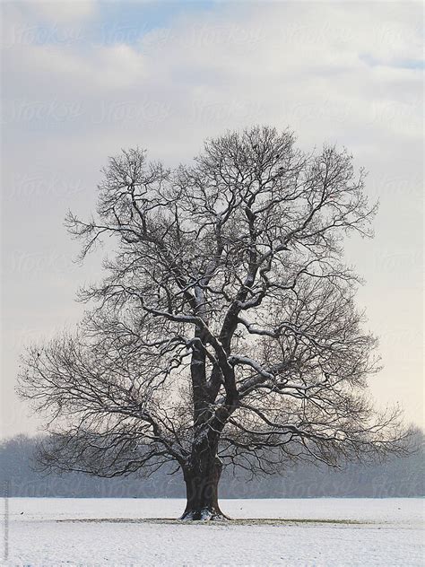 Single Oak Tree In Winter Stocksy United
