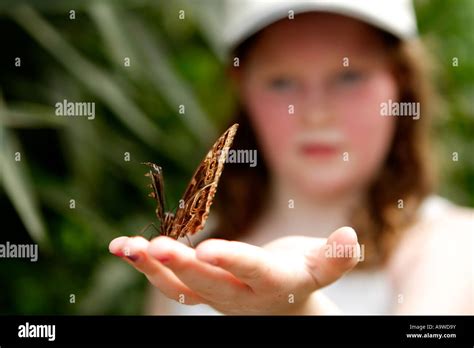 Girl Holding Big Butterfly On Leaf Symonds Yat Wye Valley England