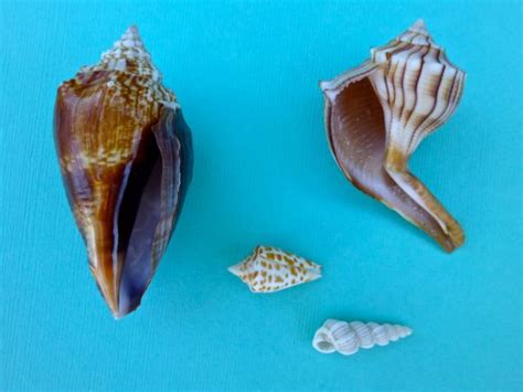 Southwest Florida Uncommon Shells I Love Shelling