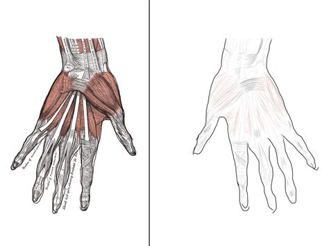 Anatomy The Hand Muscles By Daisrhei On Deviantart
