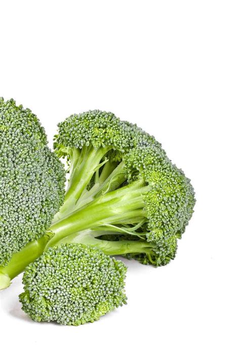 Fresh Green Broccoli Stock Photo Image Of Cabbage Organic 12779936