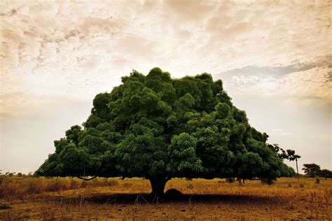 Follow The Winter Sun To Senegal Beautiful Tree Nature Big Tree
