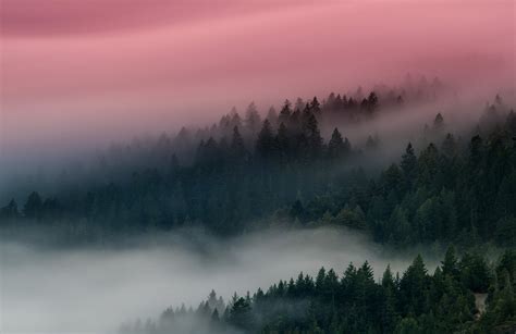 Download Fog Nature Forest 8k Ultra Hd Wallpaper By Kurt Bartolome