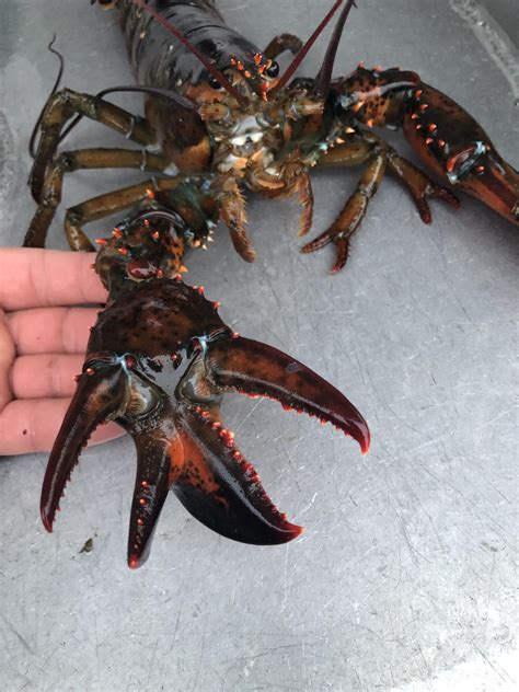 A Rare 3 Clawed Maine Lobster Rmarinebiology