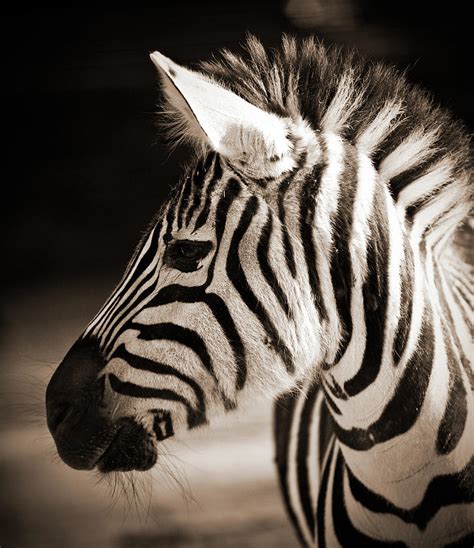 Portrait Of A Young Zebra By Cruphoto