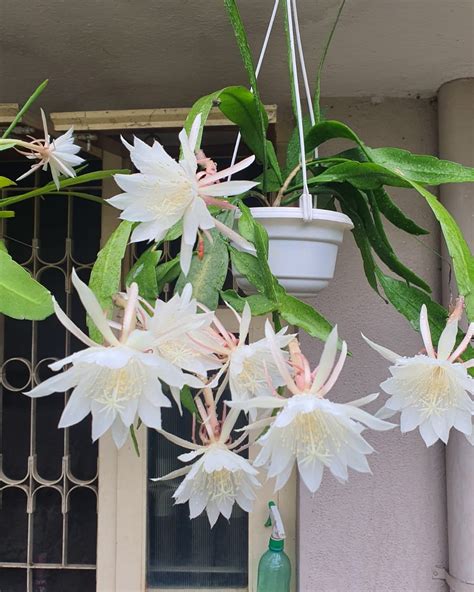 Epiphyllum Plant Ubicaciondepersonascdmxgobmx