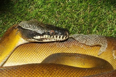 Northern White Lipped Python Care Sheet