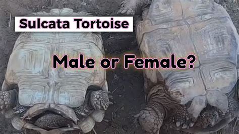 How To Tell If A Tortoise Is Male Or Female Youtube