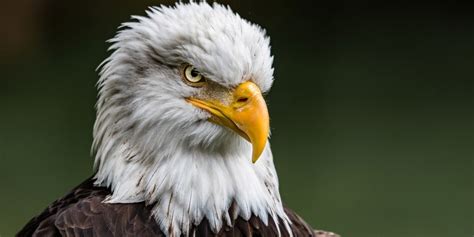 The Largest Eagles In The World Meet 11 Giant Eagles ️ Unianimal