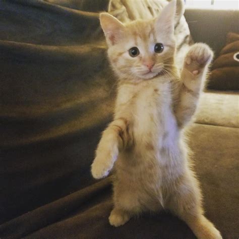 Kitten Waving Hello Aww