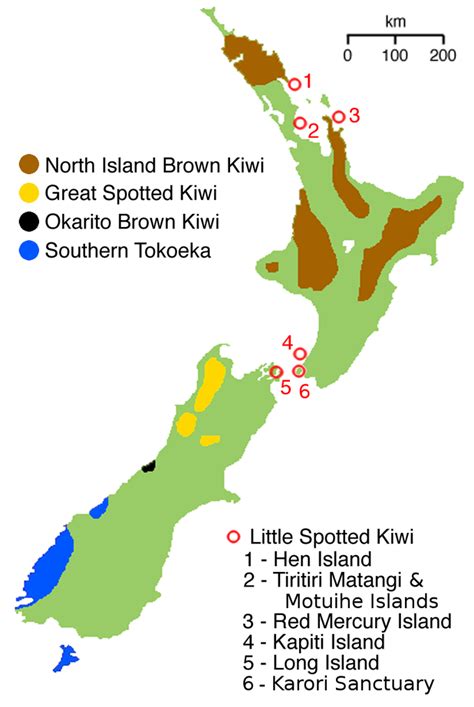 Phil Bendle Collection Kiwi Apteryx Genus Citscihub