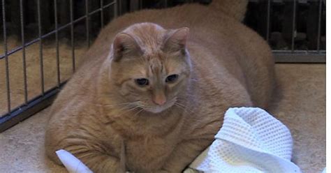 Fattest Cat Imgur
