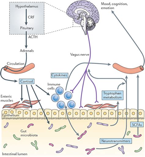 Understanding The Gut Brain Axis How The Brain Gut And Microbiota