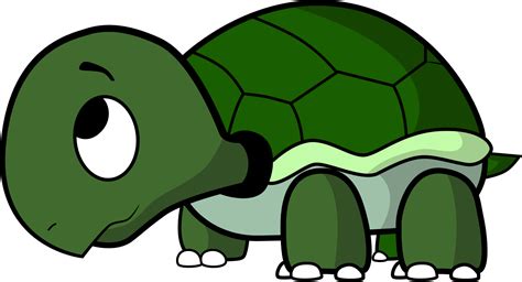 How To Draw A Cartoon Turtle Central Png