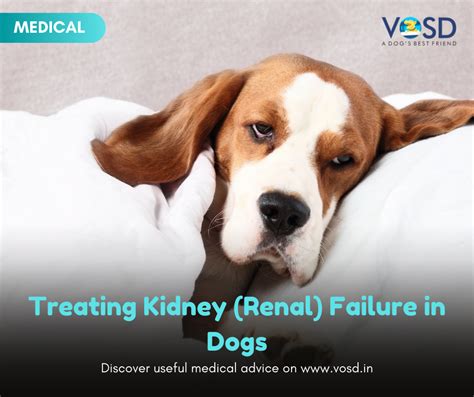 Treating Kidney Renal Failure In Dogs Vosd