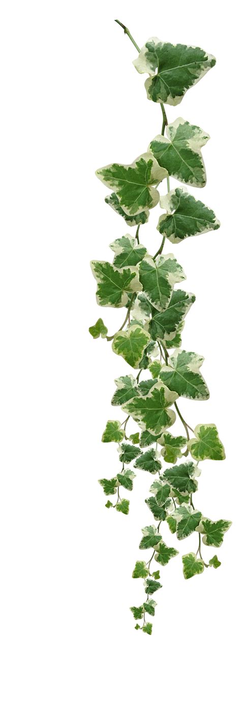 Flower Vine Png Know Your Meme Simplybe